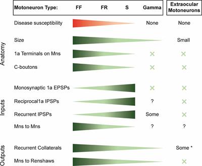 Motoneuronal Spinal Circuits in Degenerative Motoneuron Disease